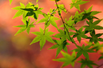 Картинка природа листья цвет осень ветка клен