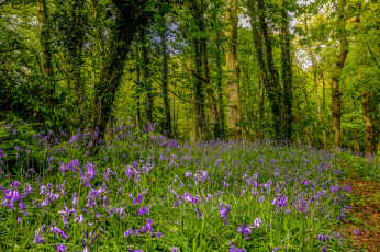 Картинка природа луга поляна лес цветы