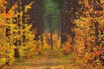 Картинка природа дороги осень деревья просека листья дорога лес пейзаж