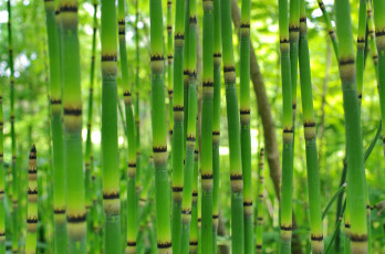 Картинка природа другое растение заросли бамбук