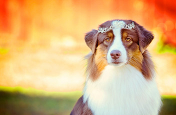 Картинка животные собаки взгляд собака аусси австралийская овчарка портрет гламур диадема