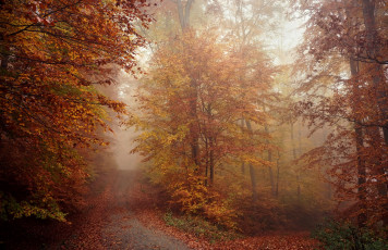 обоя природа, дороги, осень, туман, лес, деревья