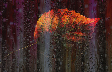 Картинка природа листья окно осень листок капли