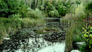 Картинка природа реки озера лес мостик река