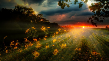 Картинка природа восходы закаты закат тучи небо цветы пейзаж лучи поле