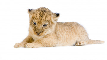Картинка животные львы лев львенок дикие кошки лежит морда белый фон фотосессия