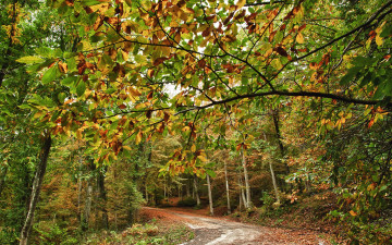 Картинка природа дороги осень лес дорога