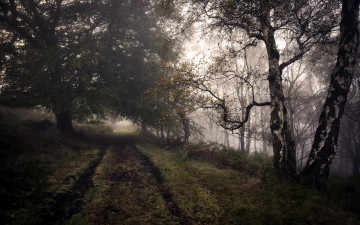 обоя природа, дороги, туман, осень, дорога, лес