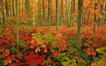 Картинка природа лес осень деревья трава кусты листья краски