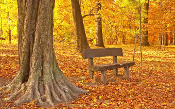 Картинка природа парк листья осень tree park maple fall leaves autumn