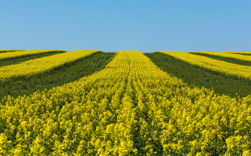 Картинка природа поля желтый небо рапс полосы поле