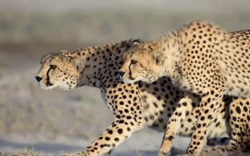 Картинка животные гепарды хищники дикие кошки парочка