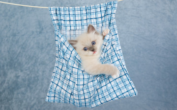 Картинка животные коты сиамский голубой фон колор-пойнт кошки котенок ткань висит забавно в клеточку карман