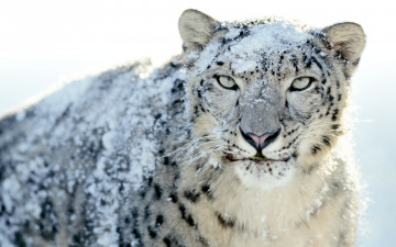 Картинка животные снежный+барс+ ирбис барс снег зима взгляд