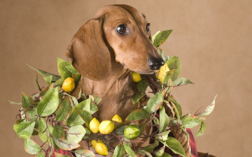 Картинка животные собаки такса собака лимоны портрет морда коричневый