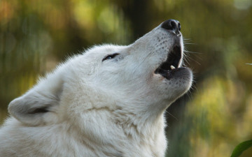 Картинка животные волки +койоты +шакалы портрет морда волк гудзонский