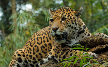 Картинка животные Ягуары ягуар дикая кошка хищник