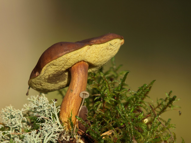 Обои картинки фото природа, грибы, моховик