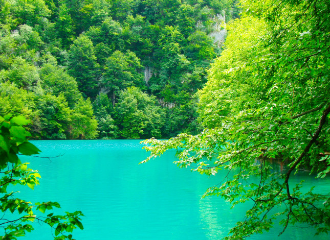 Обои картинки фото природа, реки, озера, плитвицкие, озёра, хорватия, озеро, водоём, вода, сине-зеленая, зелень, деревья, ветки, листья, скалы, лето