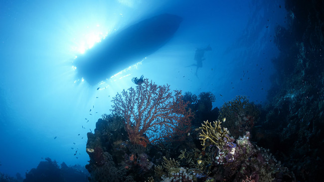Обои картинки фото природа, морские глубины, днище, кораллы, водоросли, водолаз, лодка, море