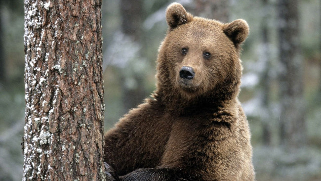 Обои картинки фото животные, медведи, медведь, бурый, дерево, ствол