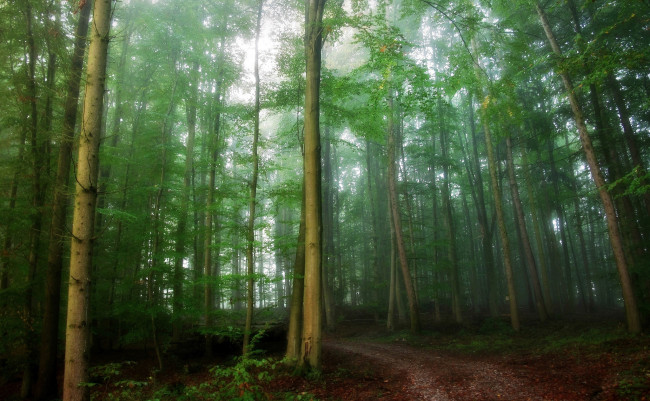 Обои картинки фото природа, дороги, деревья, туман, лес