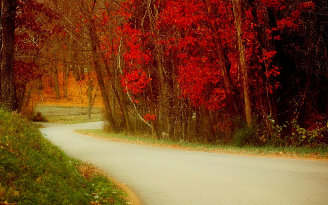 Обои картинки фото природа, дороги, nature, дорога, осень, листья, walk, trees, leaves, colorful, colors, fall, autumn, path, road