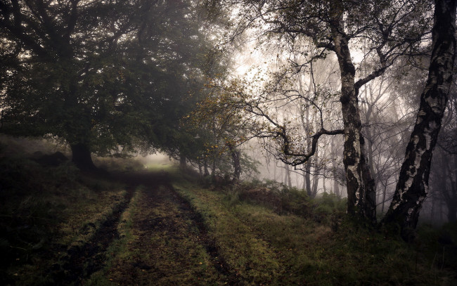 Обои картинки фото природа, дороги, туман, осень, дорога, лес