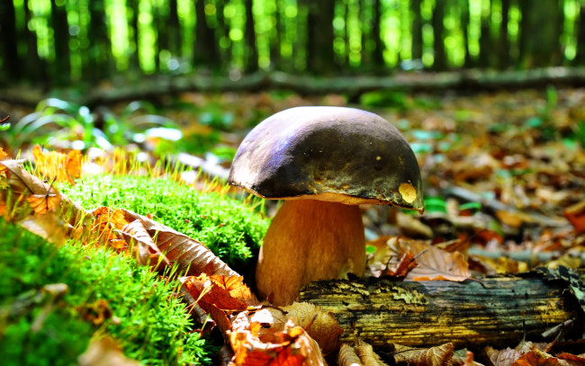 Обои картинки фото природа, грибы, боровик, гриб, мох, листья, осень, лес, деревья