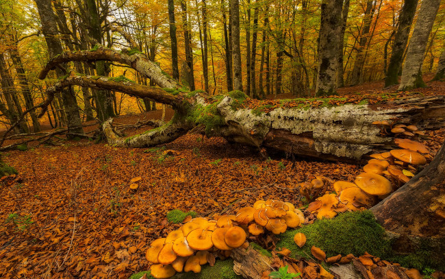 Обои картинки фото природа, грибы, деревья, лес, осень, мох, испания, страна, басков, urabain