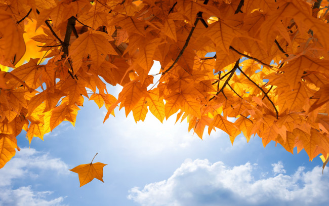 Обои картинки фото природа, листья, небо, осень, maple, fall, leaves, autumn