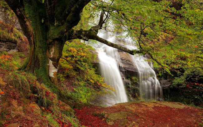 Обои картинки фото природа, водопады, дерево, осень, водопад, листья, скала