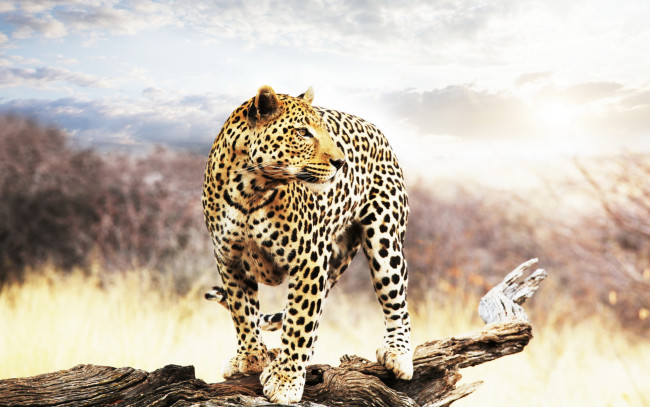 Обои картинки фото животные, леопарды, леопард, смотрит, вдаль, сучок, деревья, небо, дикие, кошки