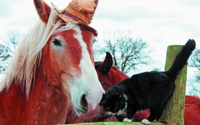 Обои картинки фото животные, разные вместе, конь, ограждение, друзья, дружба, черный, лошадь, пара, бревно, два, кот, шляпка, ласкается
