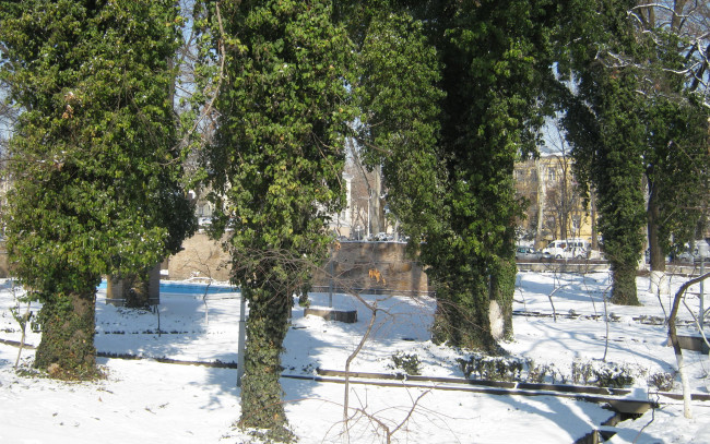Обои картинки фото зима в субтропиках, города, - пейзажи, зима, вьюны, деревья, зелень, снег