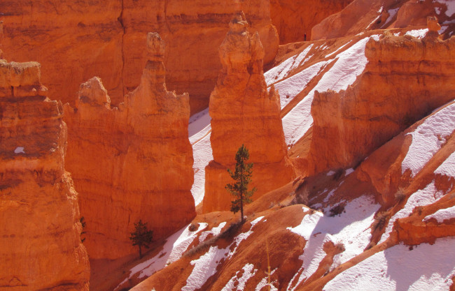 Обои картинки фото природа, горы, юта, скалы, сша, брайс, каньон, национальный, парк, снег, дерево