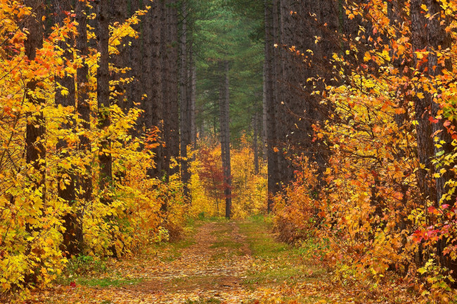 Обои картинки фото природа, дороги, осень, деревья, просека, листья, дорога, лес, пейзаж
