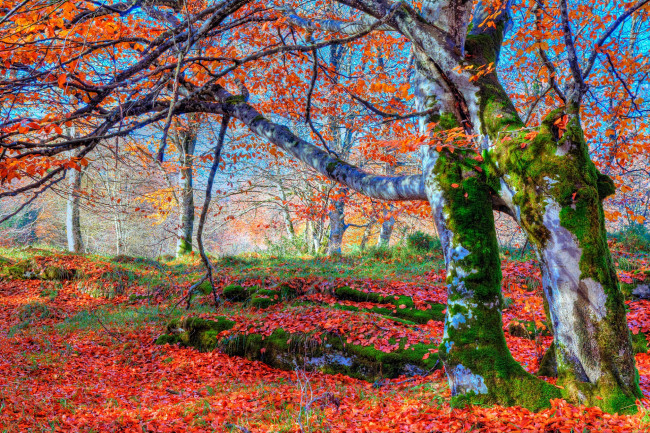 Обои картинки фото природа, лес, осень, склон, мох, листья, деревья