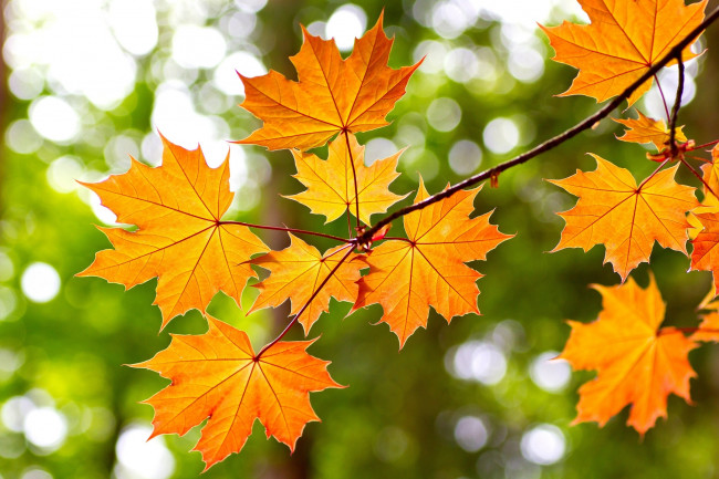Обои картинки фото природа, листья, клен, осень, ветка, желтый