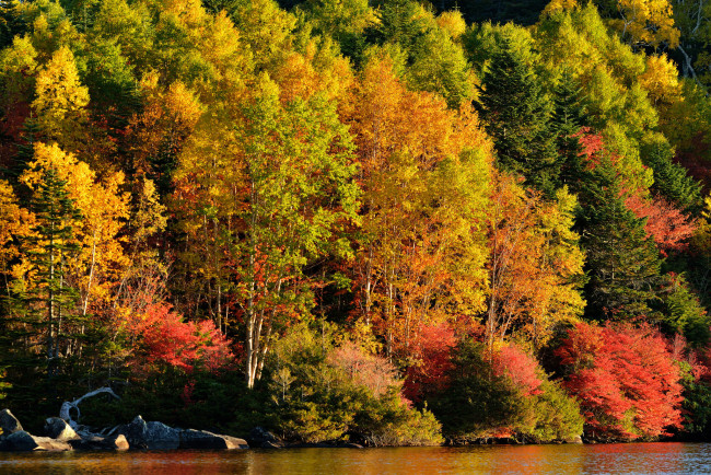 Обои картинки фото природа, реки, озера, лес, деревья, река, осень, озеро, склон