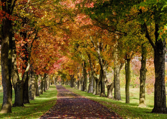 Обои картинки фото природа, дороги, парк, осень, деревья
