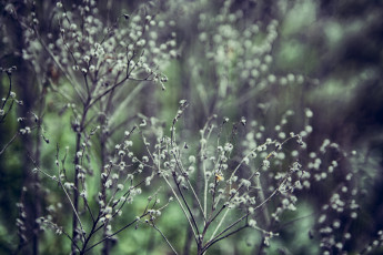 Картинка природа макро сухостой паутина соцветия трава