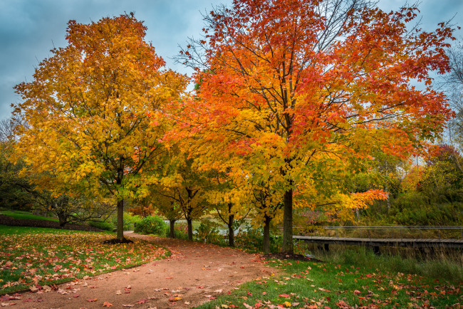 Обои картинки фото природа, деревья, осень, клен