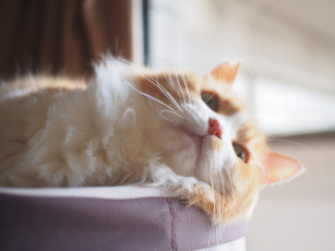 Картинка животные коты котейка пушистая кошка мордочка отдых