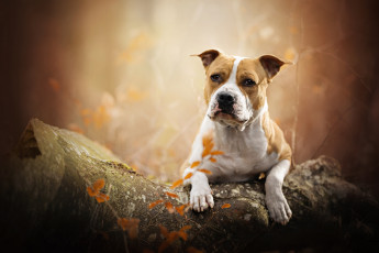 Картинка животные собаки бревно портрет собака боке