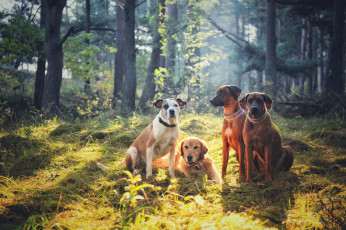 Картинка животные собаки квартет друзья