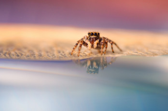 Картинка животные пауки лапки глазки паук
