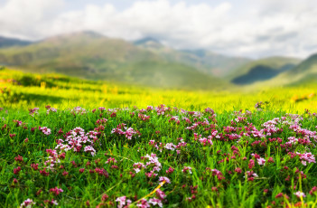 Картинка природа луга травка горы цветы весна