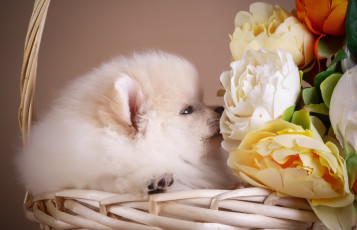 Картинка животные собаки цветы корзина щенок шпиц