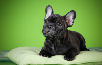Картинка животные собаки щенок подушка фон